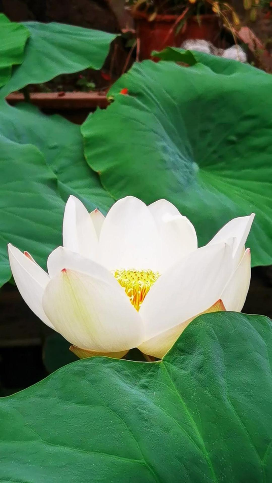 The Lily Pad Inn Dali  Esterno foto